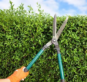 Hedge Cutting