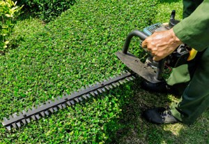 Hedge Trimming Paddington