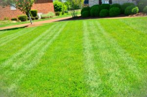 grass-cutting-london